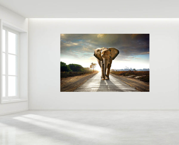Elephant On the Road